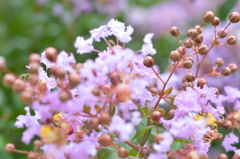 百日紅の花