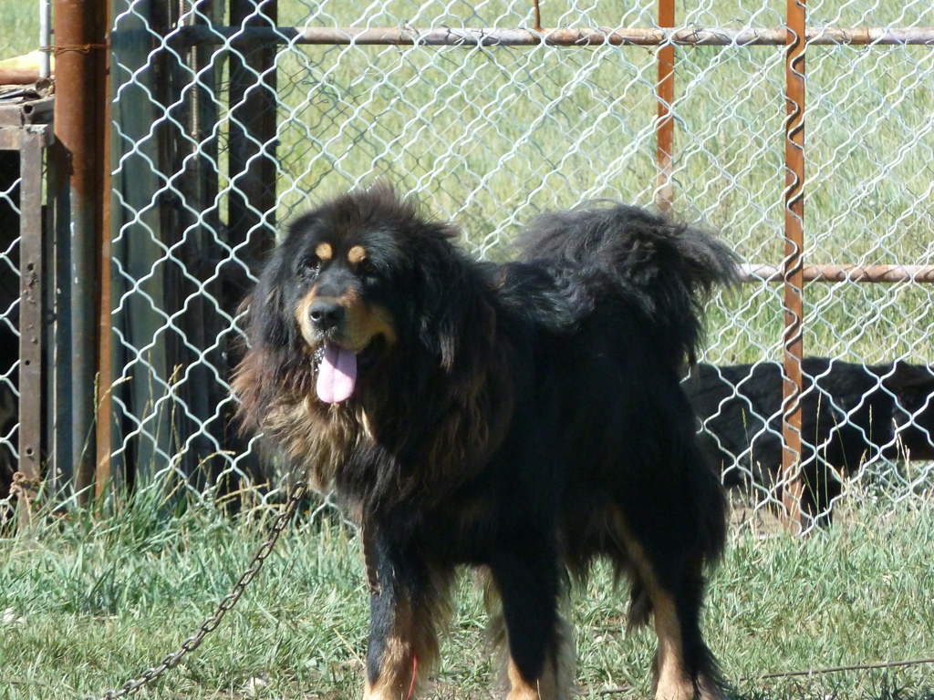 猛犬　チベッタンマスチフ