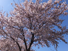 公園の桜満開