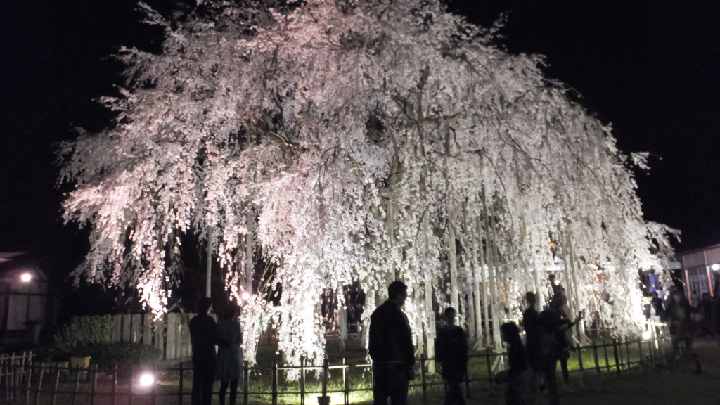 枝垂れ桜で集う