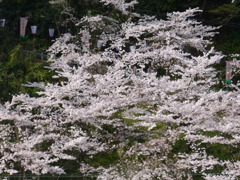 山桜満開