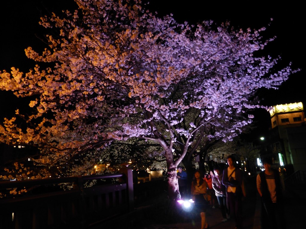 桜色に輝く夜桜