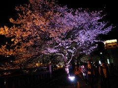 桜色に輝く夜桜