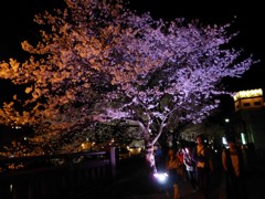 桜色に輝く夜桜