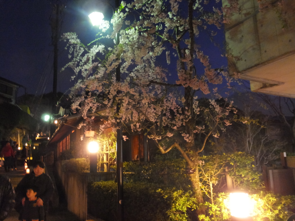 夜桜