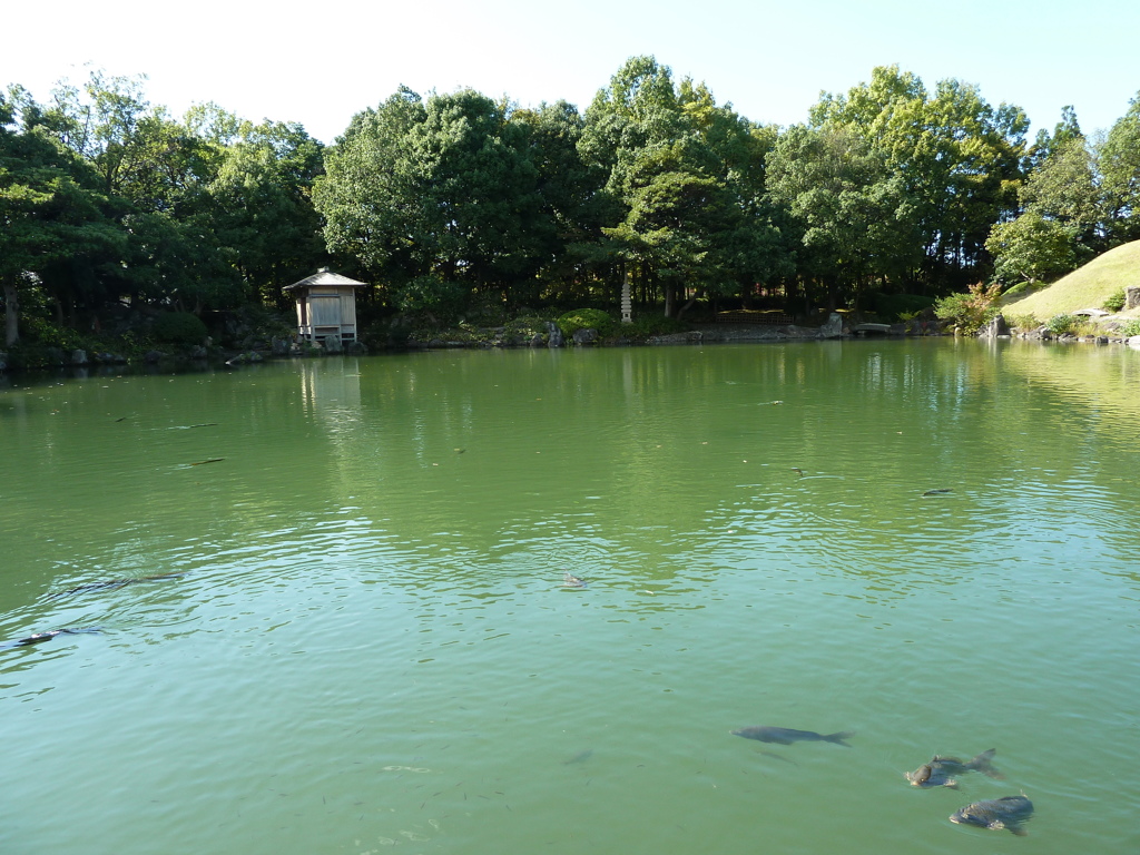 日本庭園の池