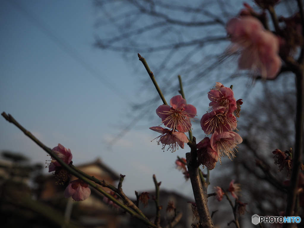 花の名は・・・