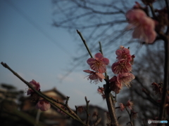 花の名は・・・