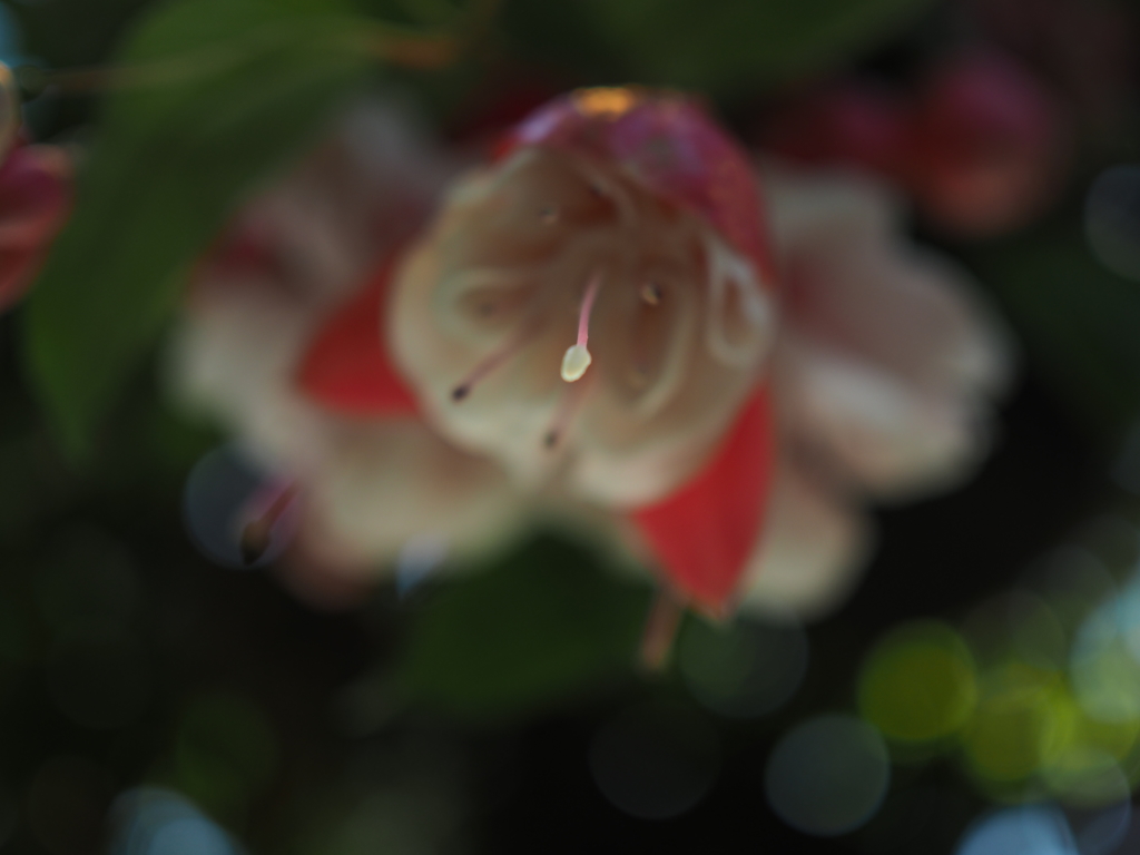 雌しべ