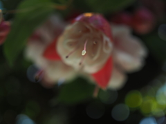 雌しべ