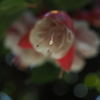 雌しべ