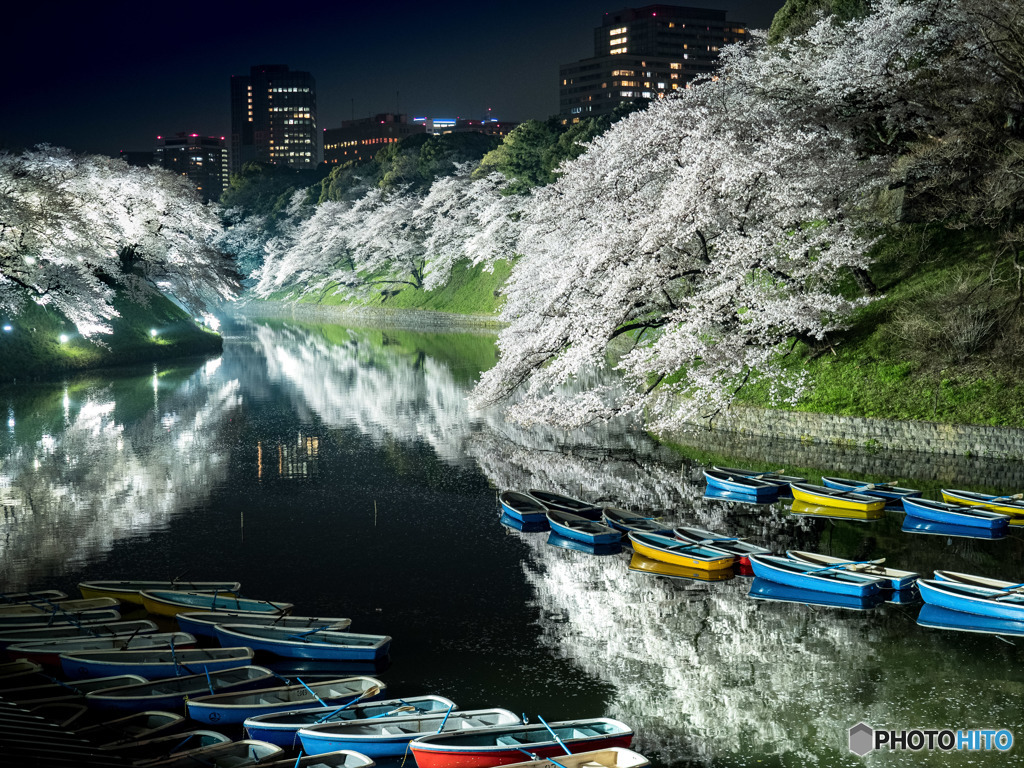 千鳥ヶ淵の桜