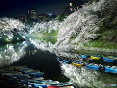 千鳥ヶ淵の桜