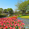 昭和記念公園にて