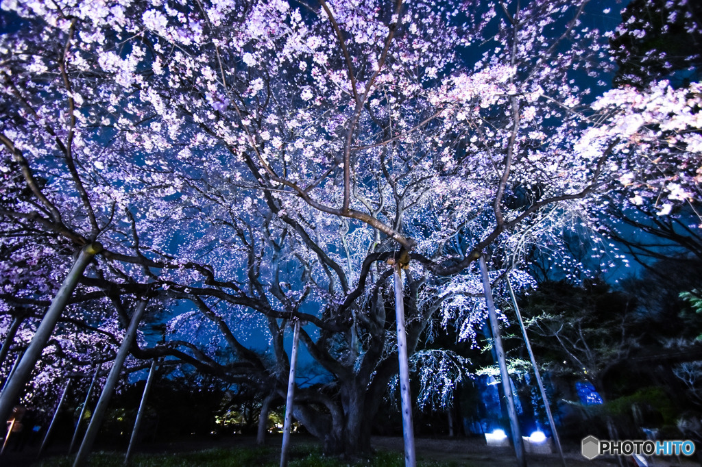 六義園 枝垂れ桜ライトアップ