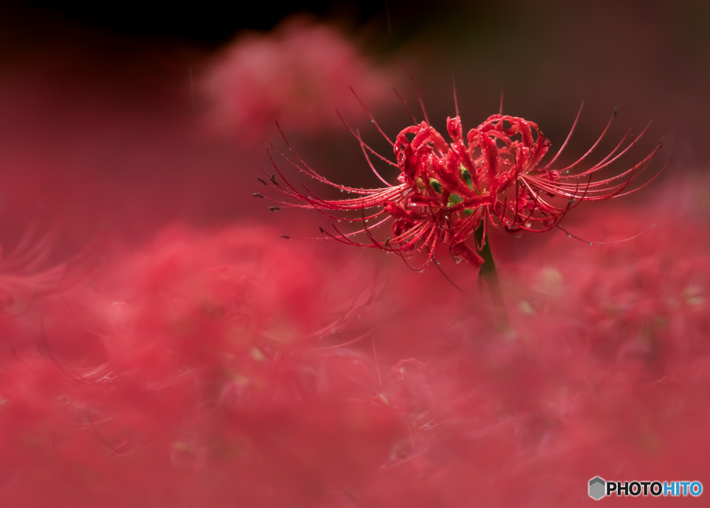 曼珠沙華