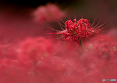 曼珠沙華