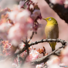 寒桜とメジロ