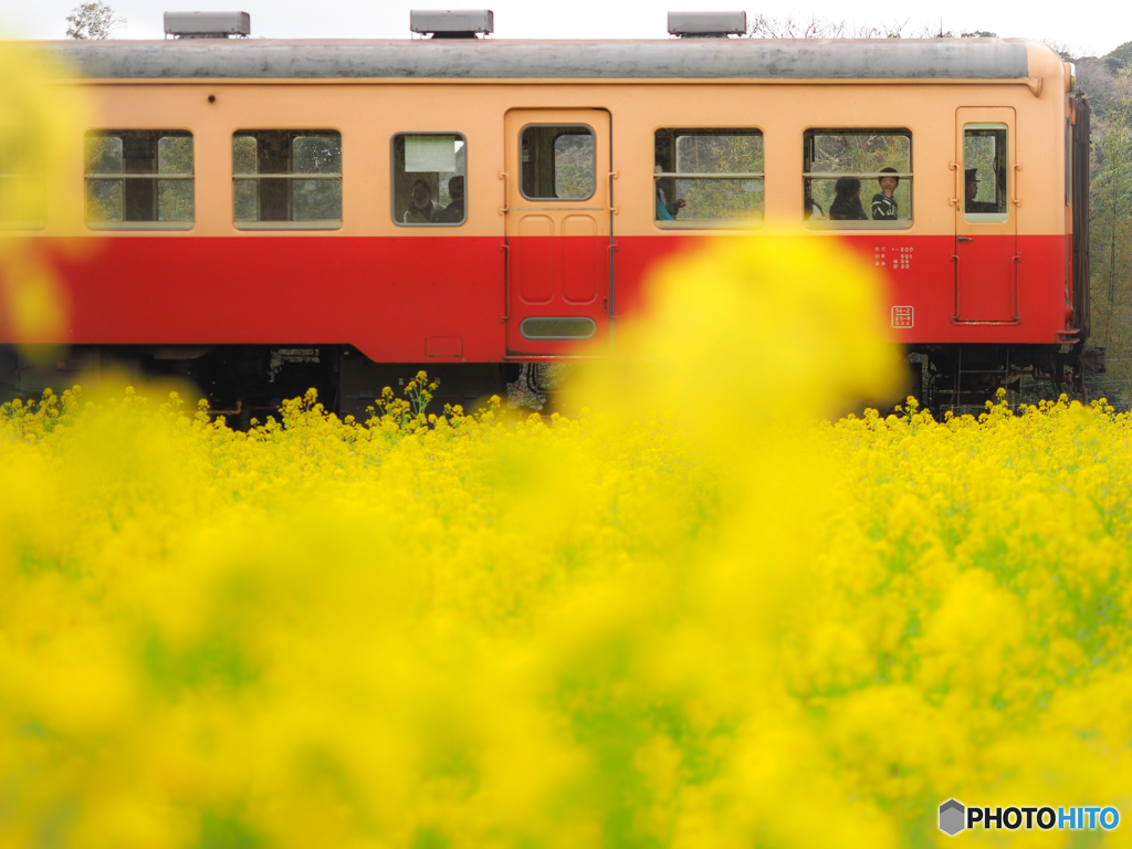 小湊鉄道と菜の花