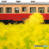 小湊鉄道と菜の花