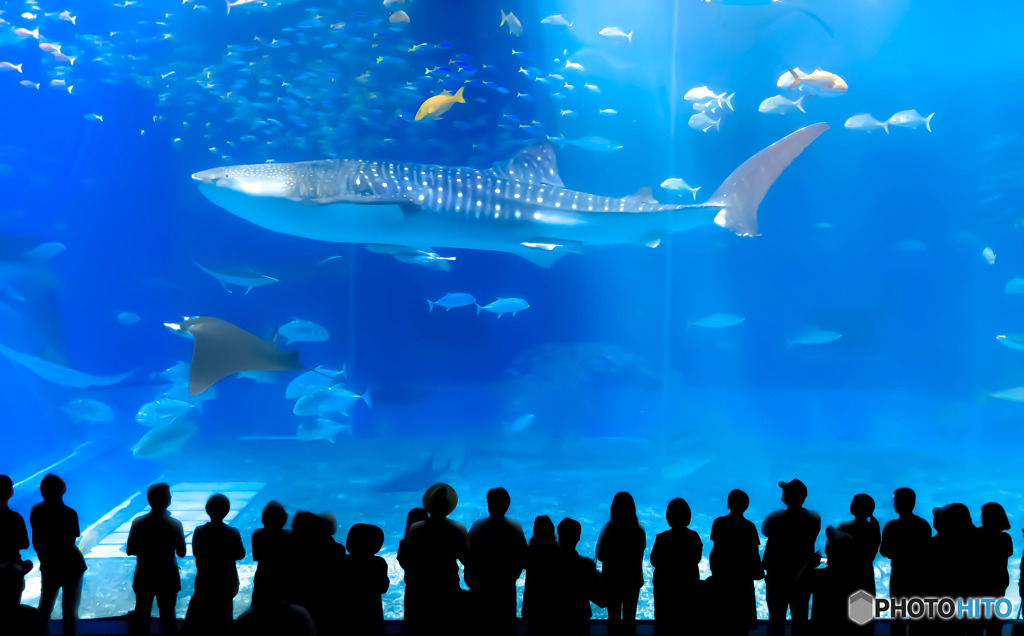美ら海水族館
