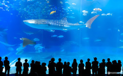 美ら海水族館