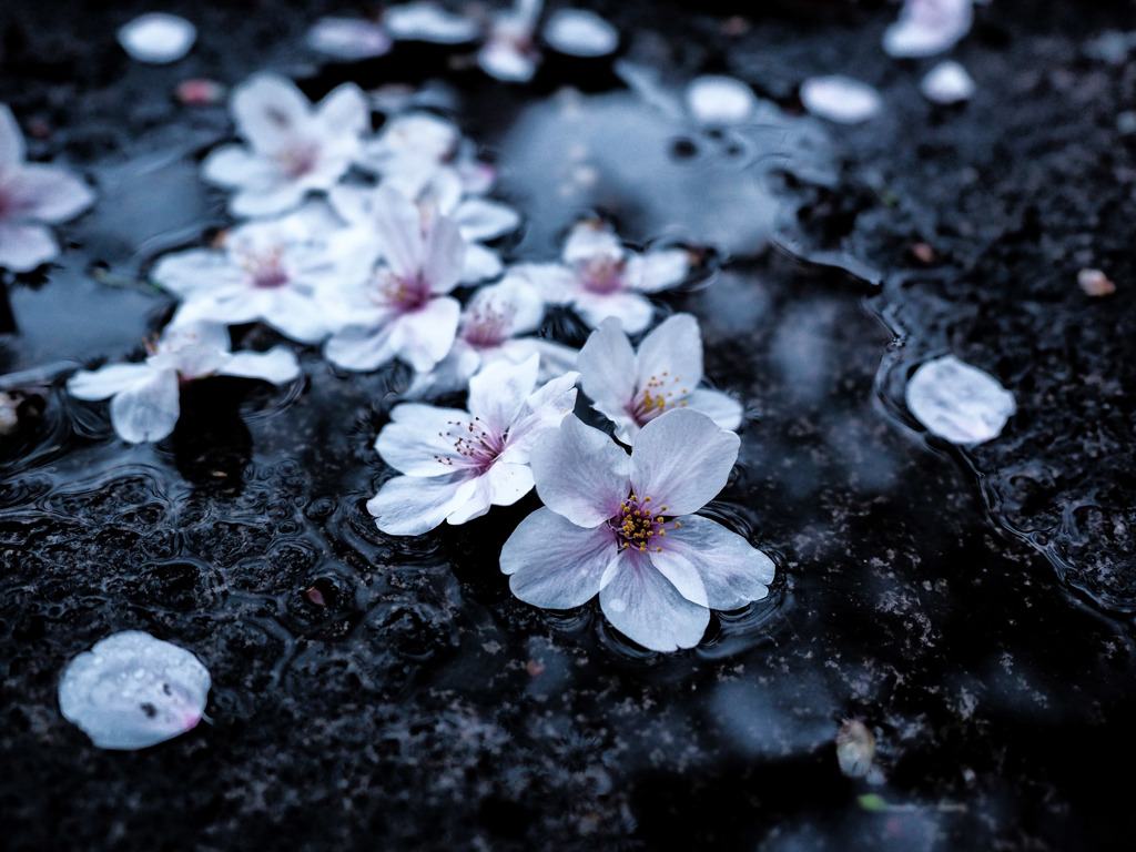 儚き桜