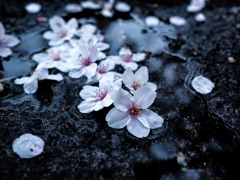 儚き桜