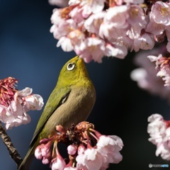 桜ジロー