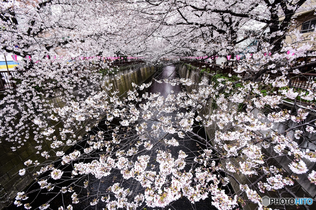桜満開！！