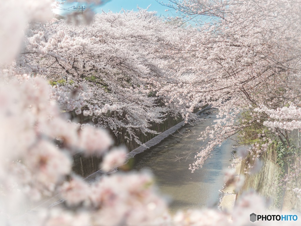 石神井川の桜