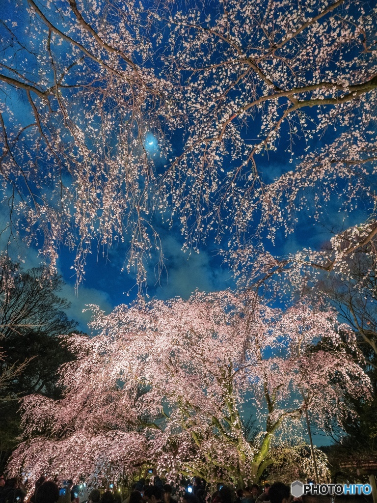 桜のシャワー