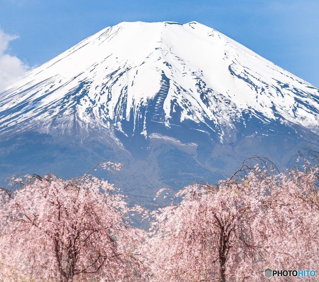 富士山と桜