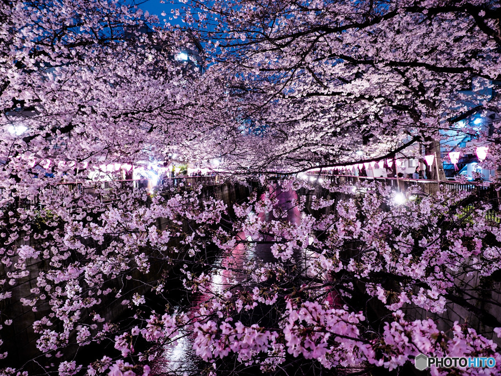 目黒川の夜桜