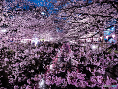 目黒川の夜桜