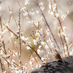 お花見