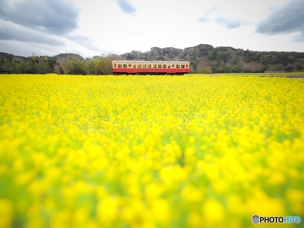 小湊鉄道と菜の花