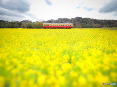 小湊鉄道と菜の花