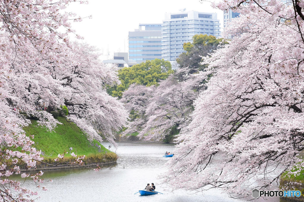 千鳥ヶ淵の桜