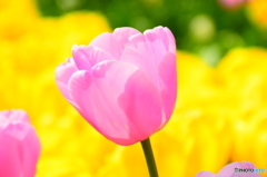 IMG_-q4ptqq