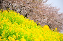 IMG_g3on1j