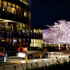 東京ミッドタウン夜桜