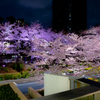東京ミッドタウン夜桜