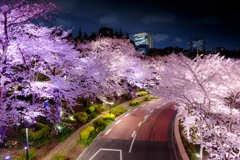 東京ミッドタウン桜ライトアップ2