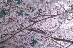 東京ミッドタウン桜ライトアップ