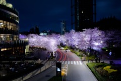 東京ミッドタウン桜ライトアップ3