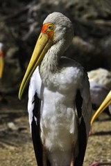 最高の鳥さん