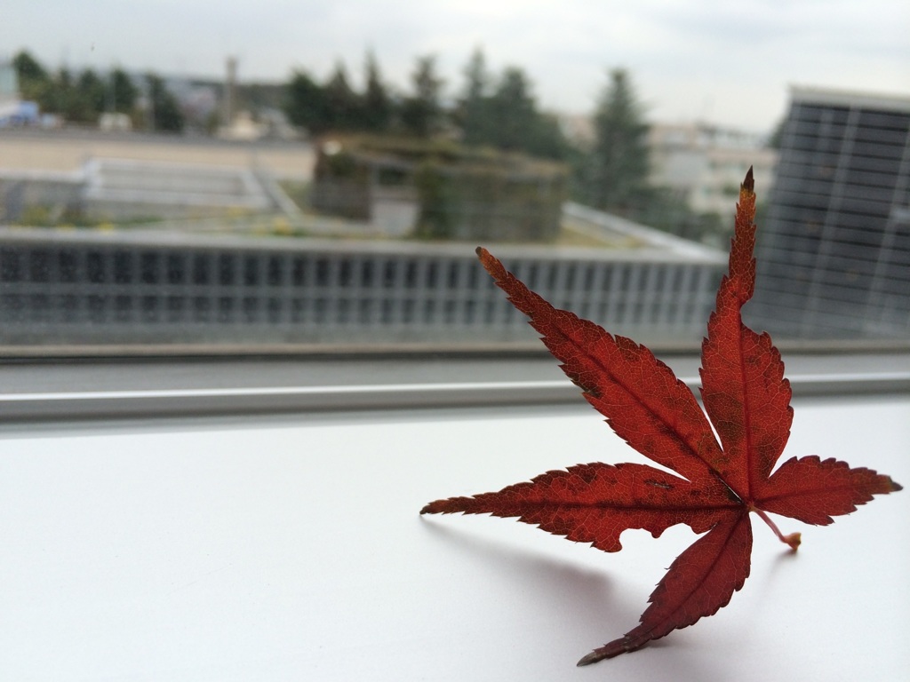 もみじ