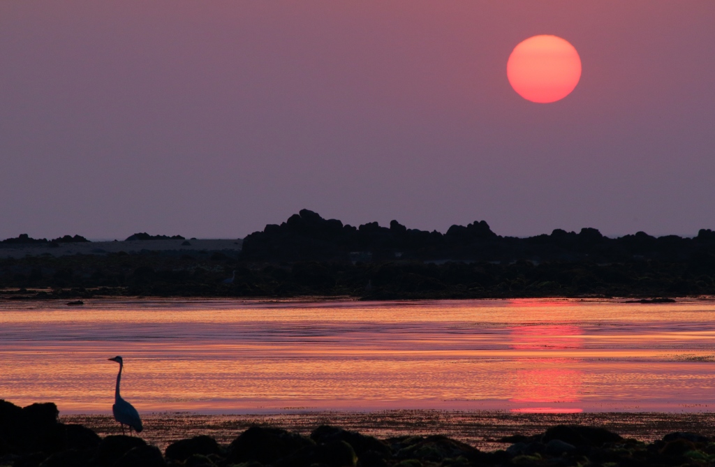 夕陽と鷺②