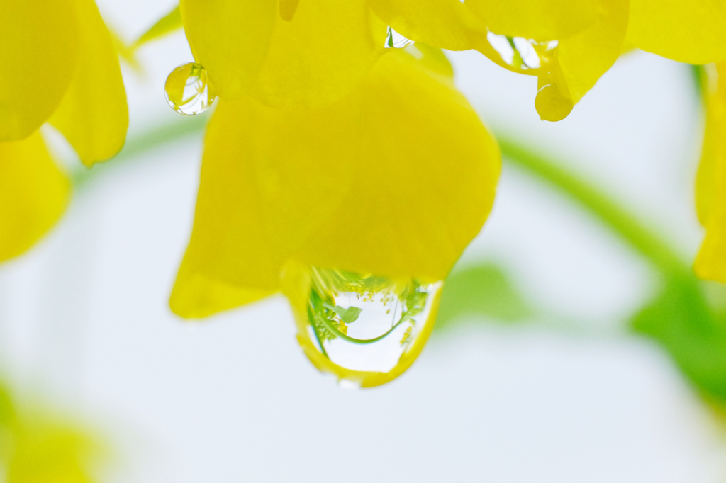 菜の花の涙